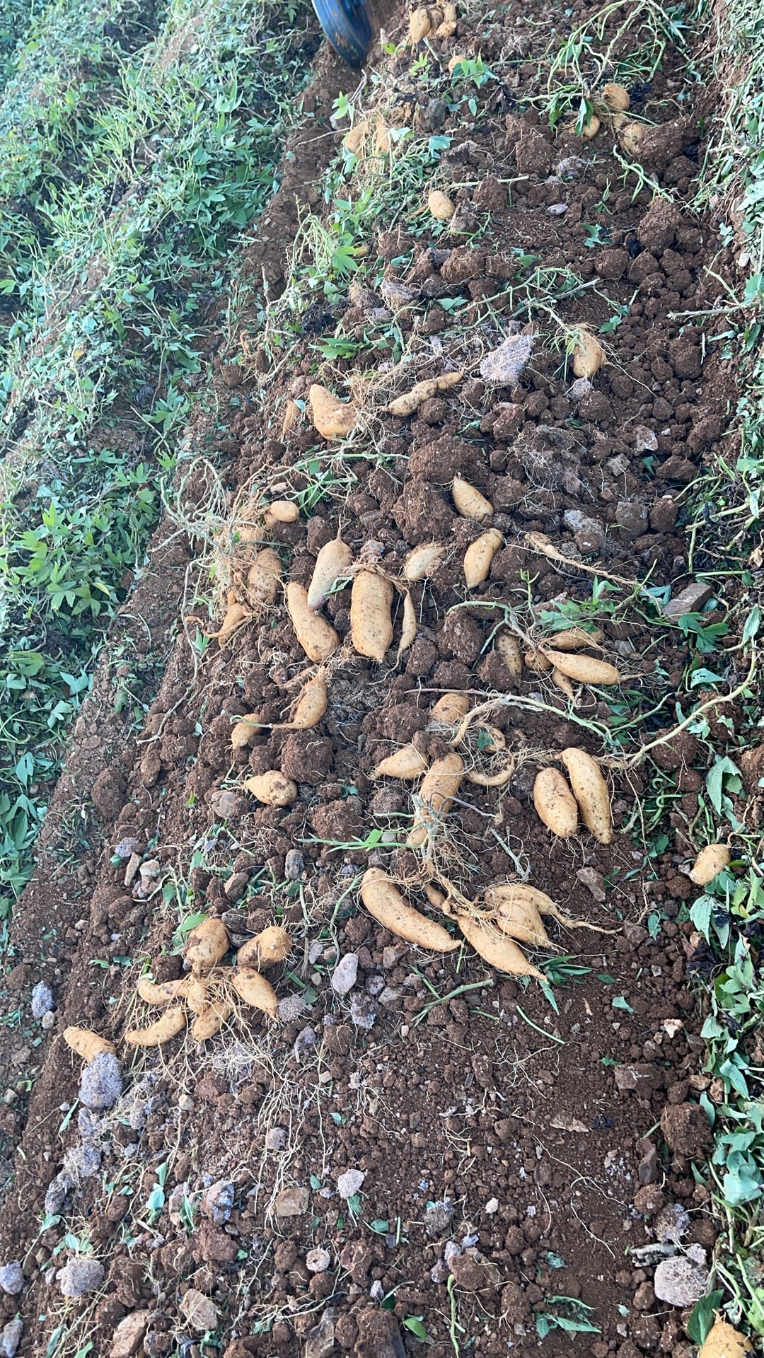 田间采收
