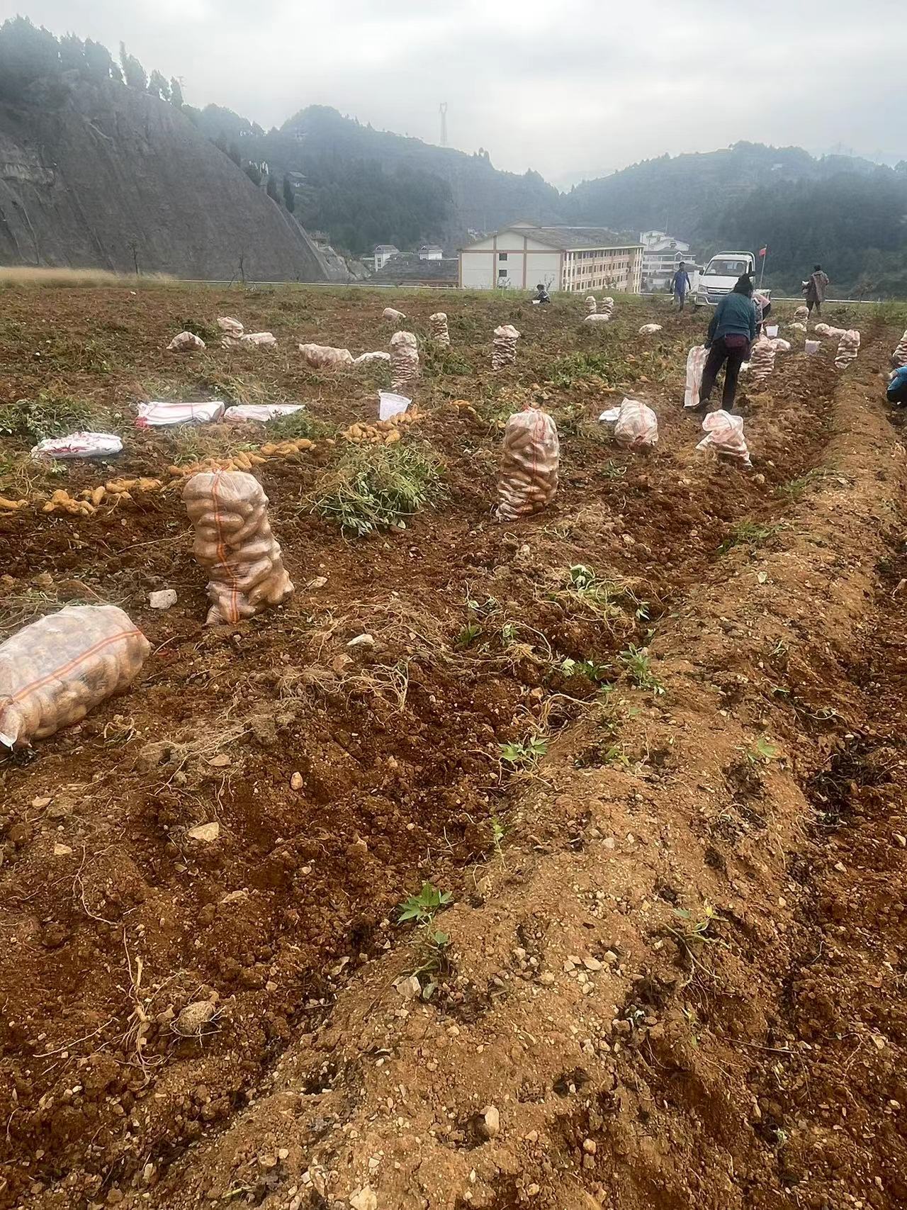 山间基地采收全景