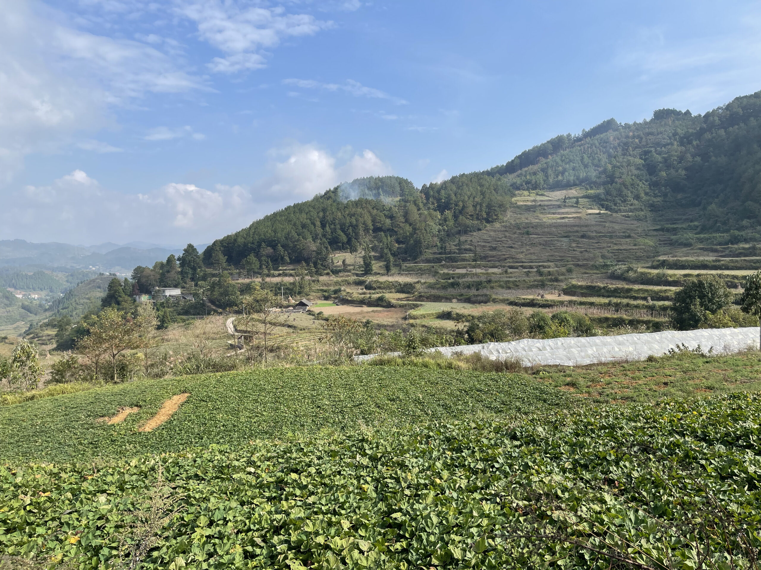 梯田地瓜种植基地全景